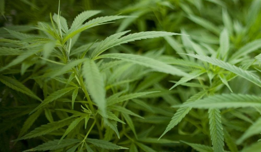 Hemp.jpg